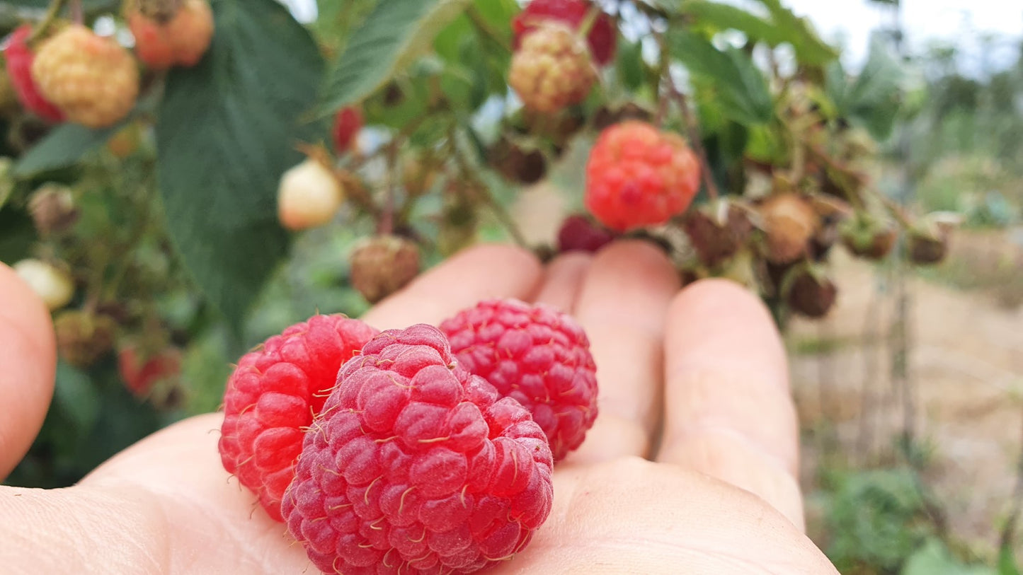 Framboisier "Héritage" (Rubus ideaus)