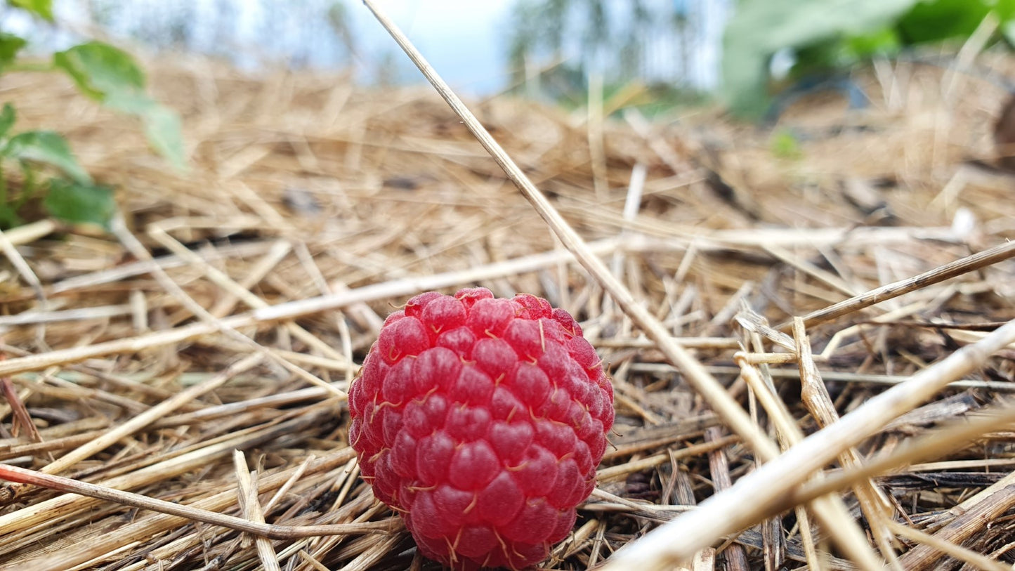 Framboisier "Meeker" (Rubus ideaus)