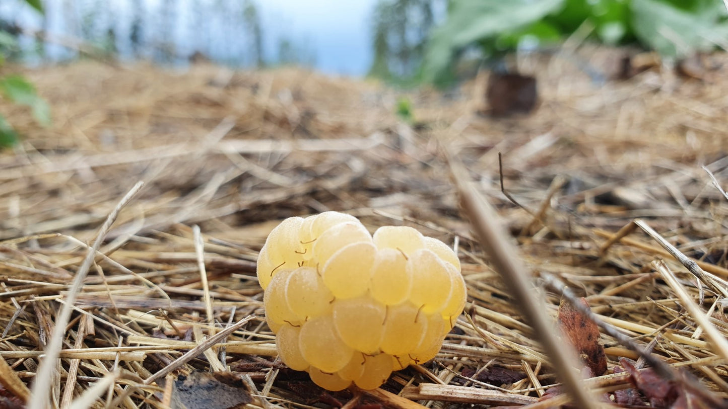 Framboisier jaune "Fall gold" (Rubus ideaus)
