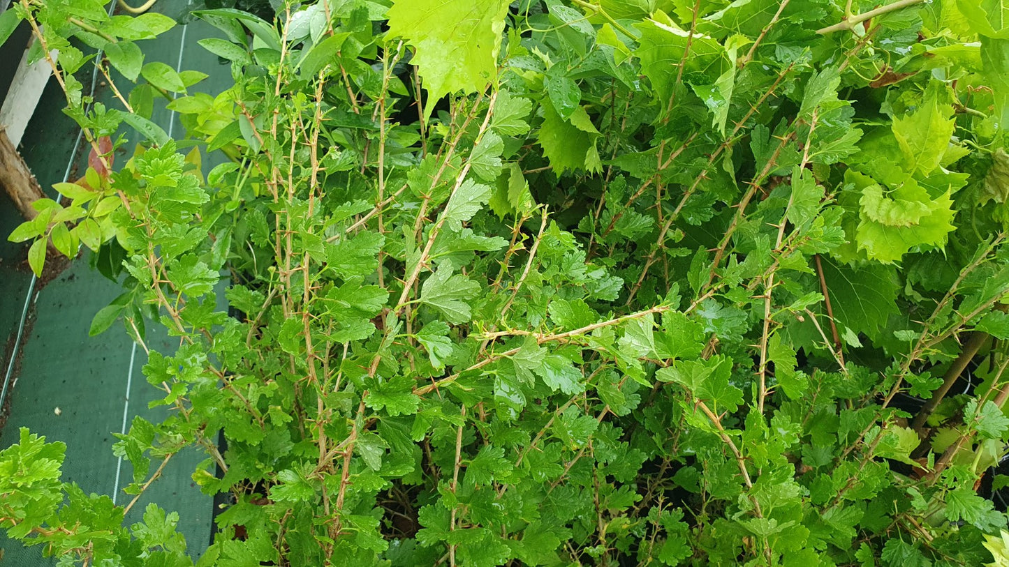 Groseille à maquereau Rouge (ribes uva crispa)