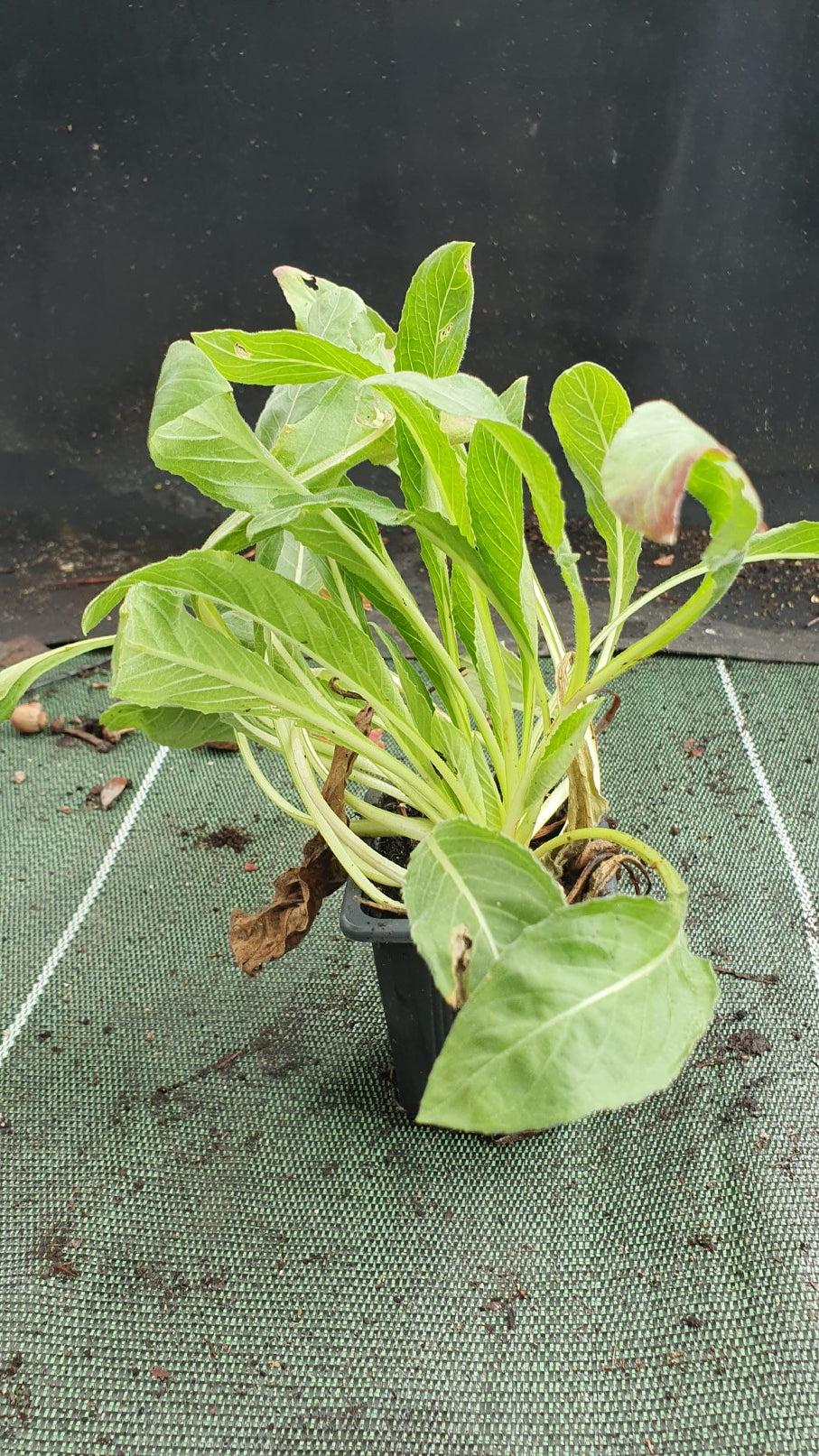 Onagre Bisanuelle (Oenothera biennis)