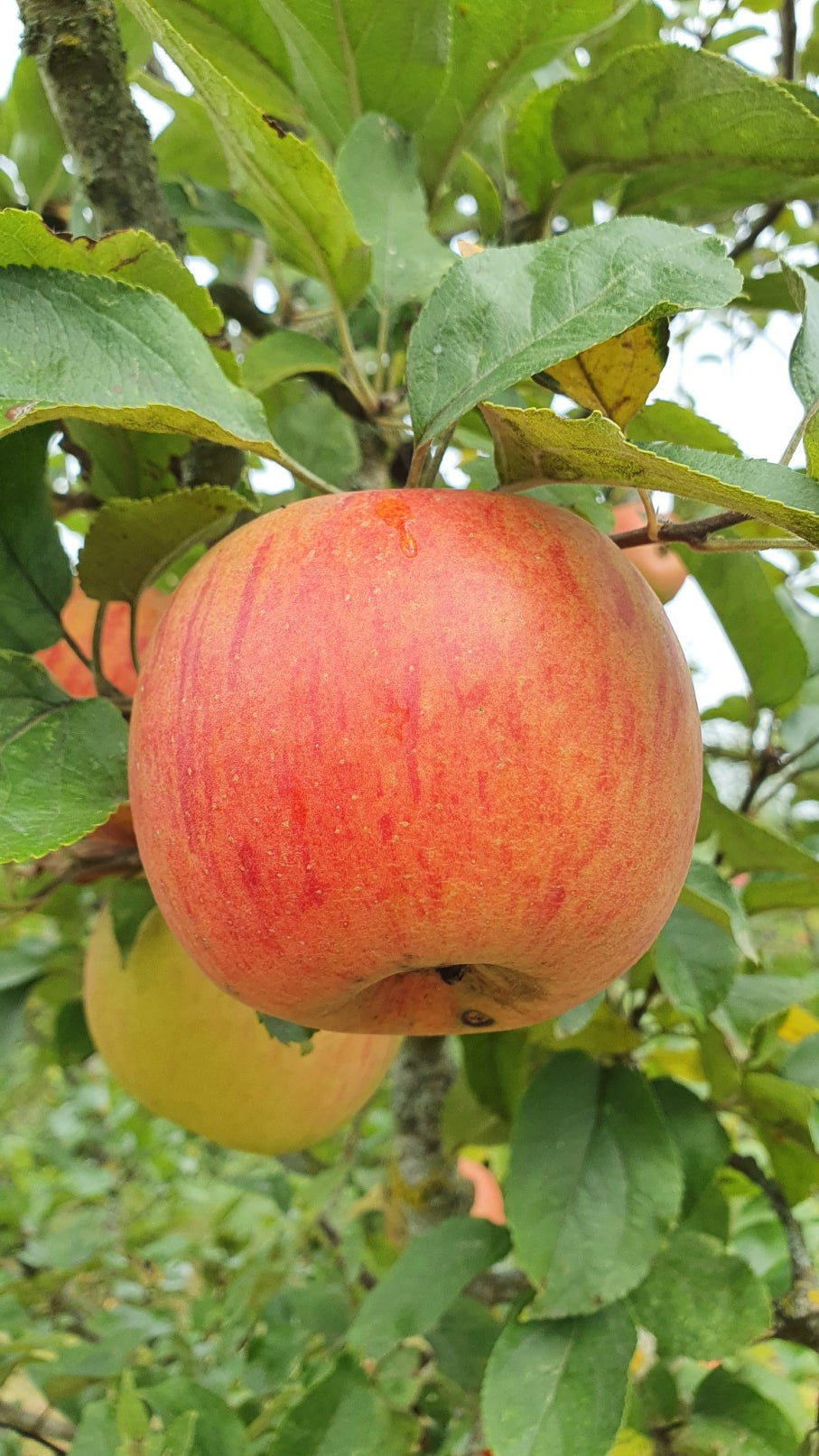 Pommier "résistant à la tavelure" 1