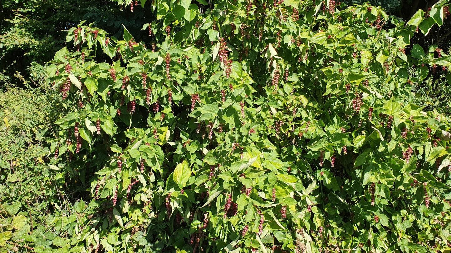 Arbre aux faisans // Baie caramel // (Leycesteria formosa)