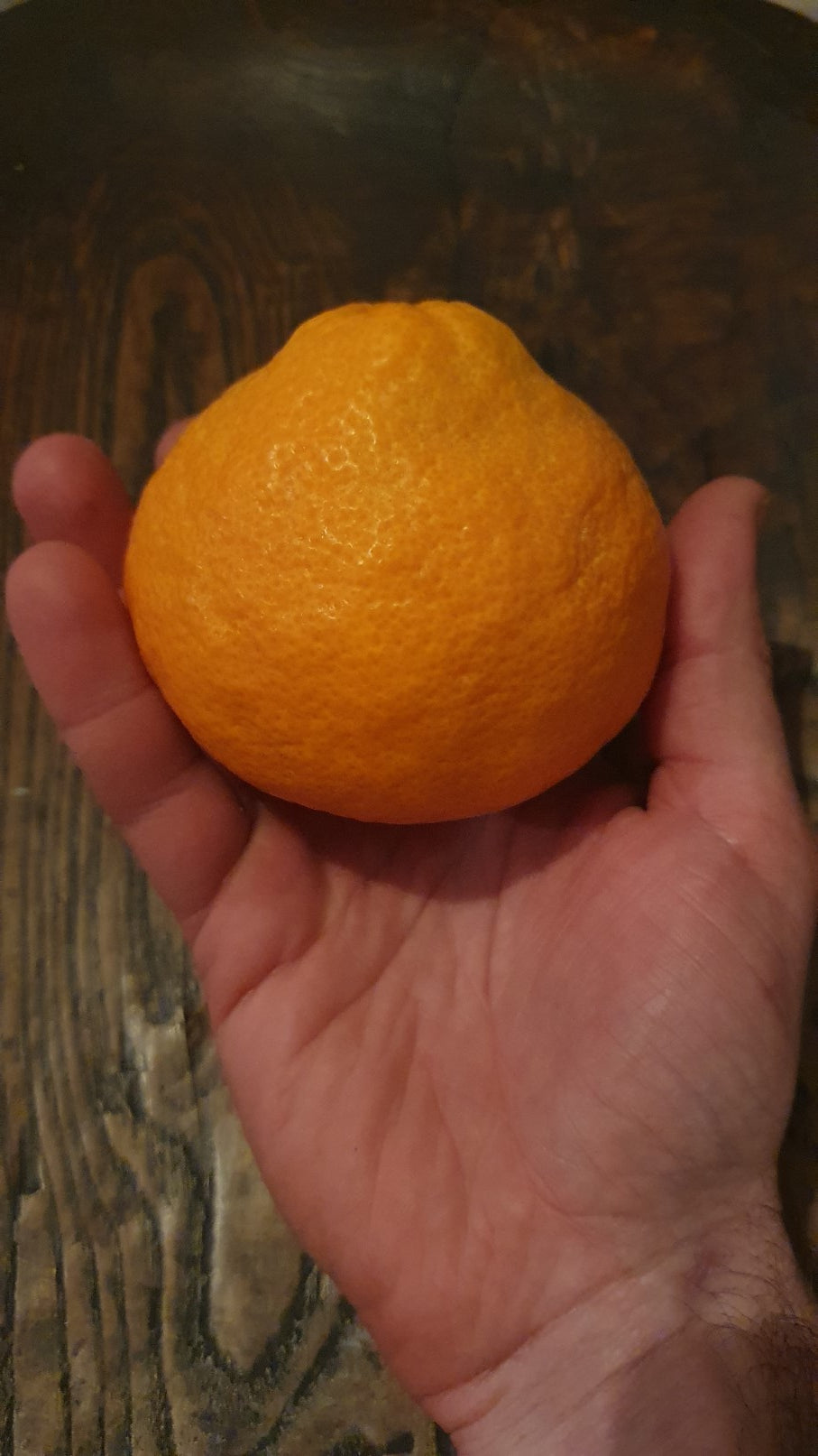 Mandarinier satsuma