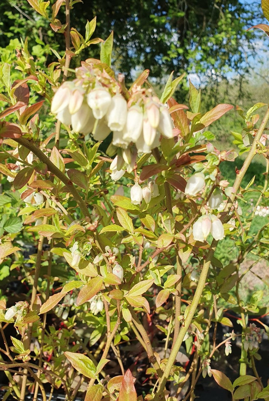 Myrtille américaine "Hardy blue" (Vaccinium corymbosum)