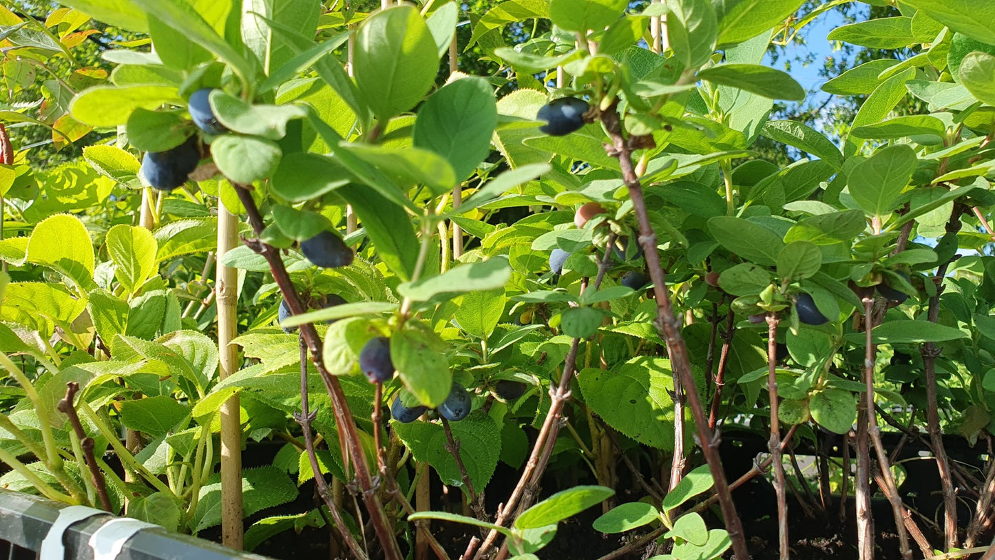 Baie de Mai "Nimfa" // Camerisier de sibérie (lonicera kamtschatica)