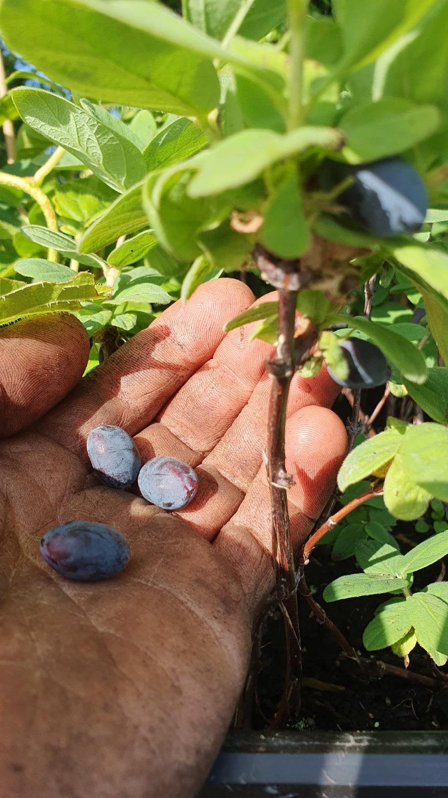 Baie de Mai "Atut"// Camerisier de sibérie (lonicera kamtschatica)