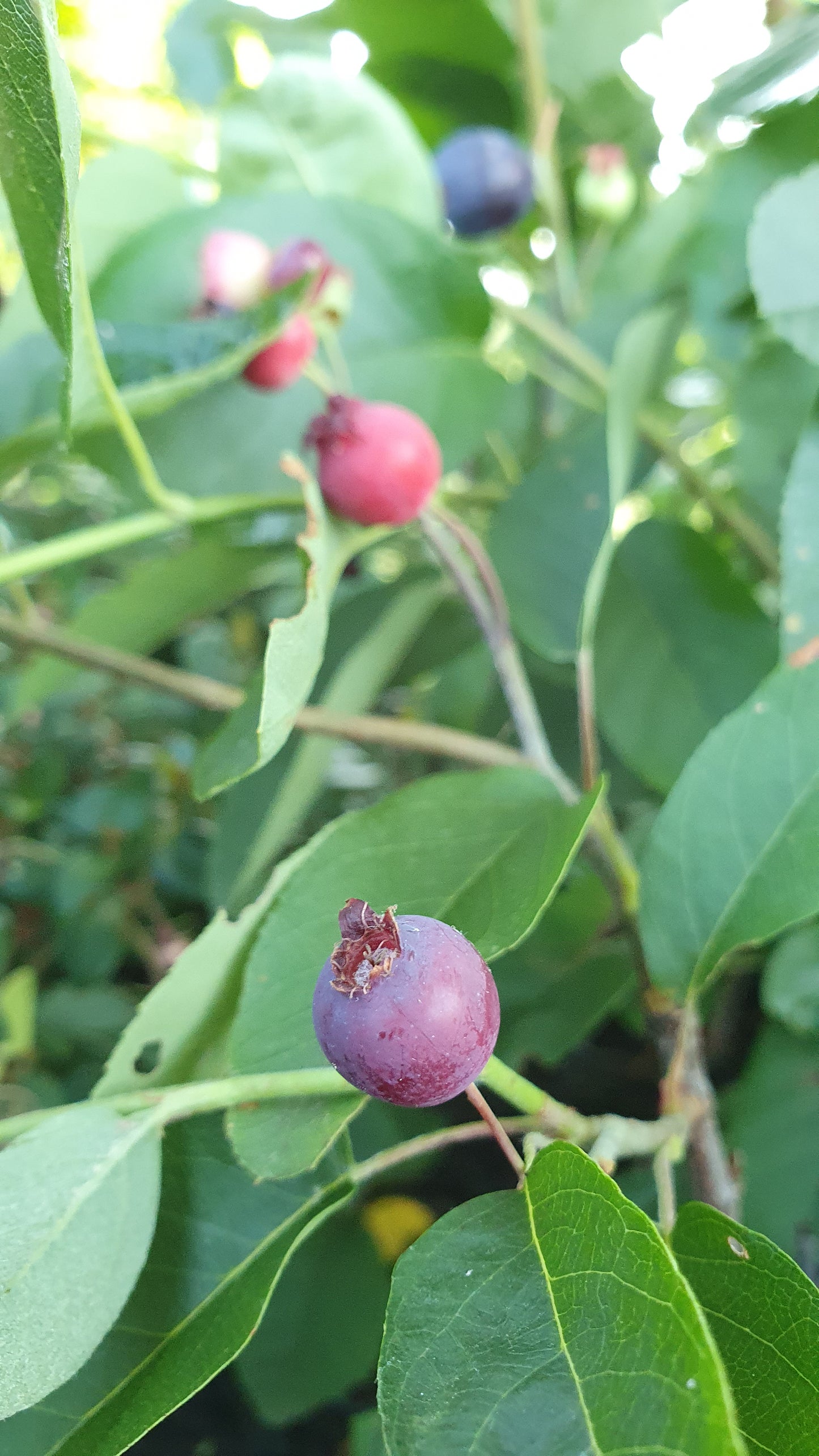 Amélanchier canadensis