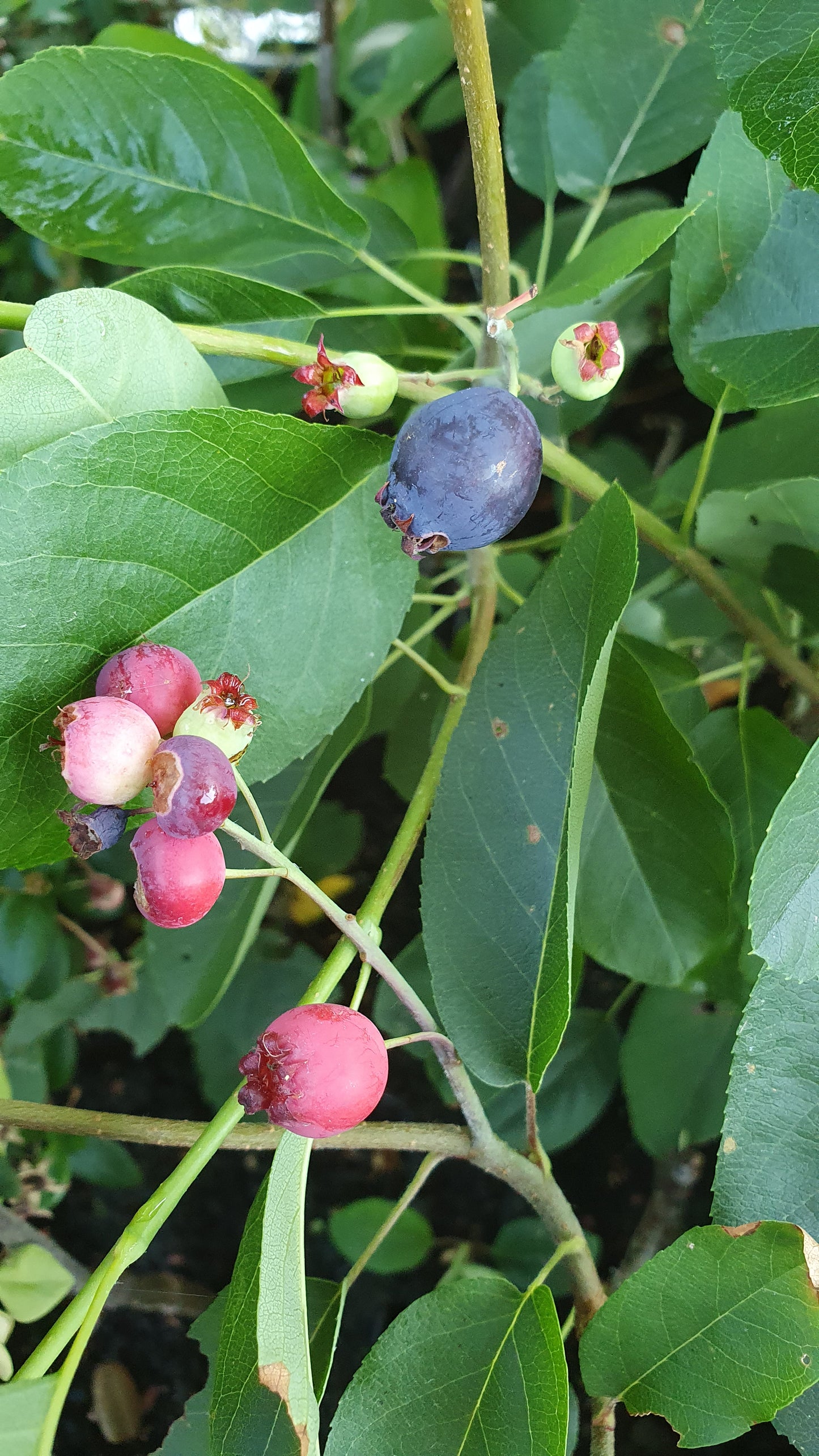 Amélanchier "Honeywood" (Amelanchier alnifolia)