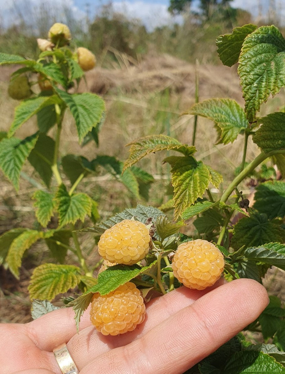 Framboisier jaune "Fall gold" (Rubus ideaus)