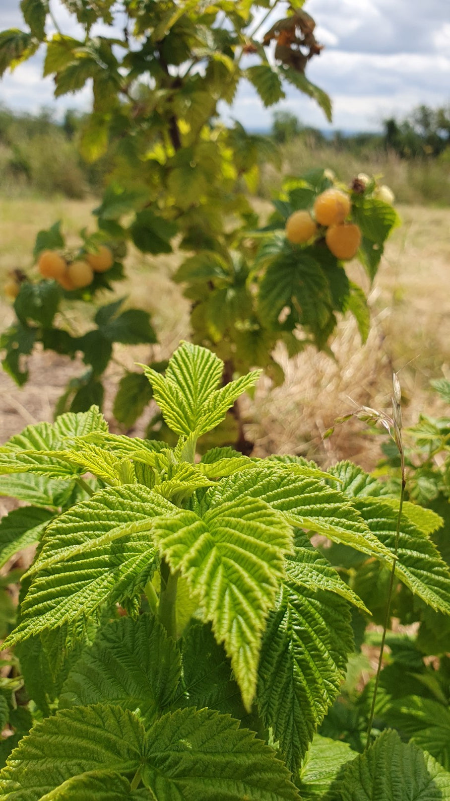Framboisier jaune "Fall gold" (Rubus ideaus)