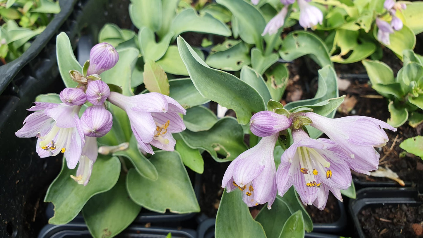 Hosta "Oreille de souris"
