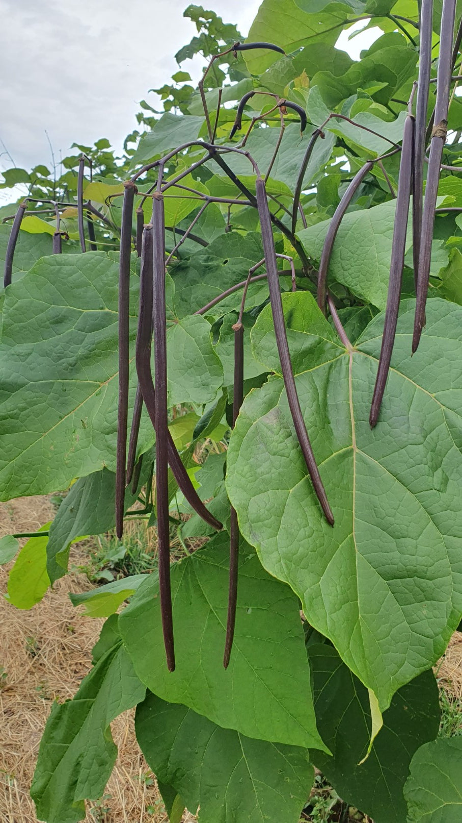 Catalpa / Arbres aux haricots (Catalpa bignonioides)