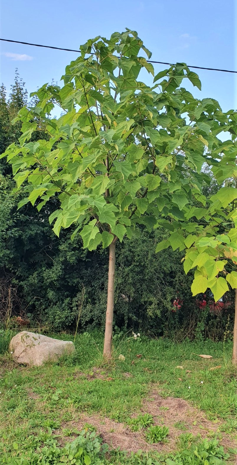 Paulownia "Shantong"