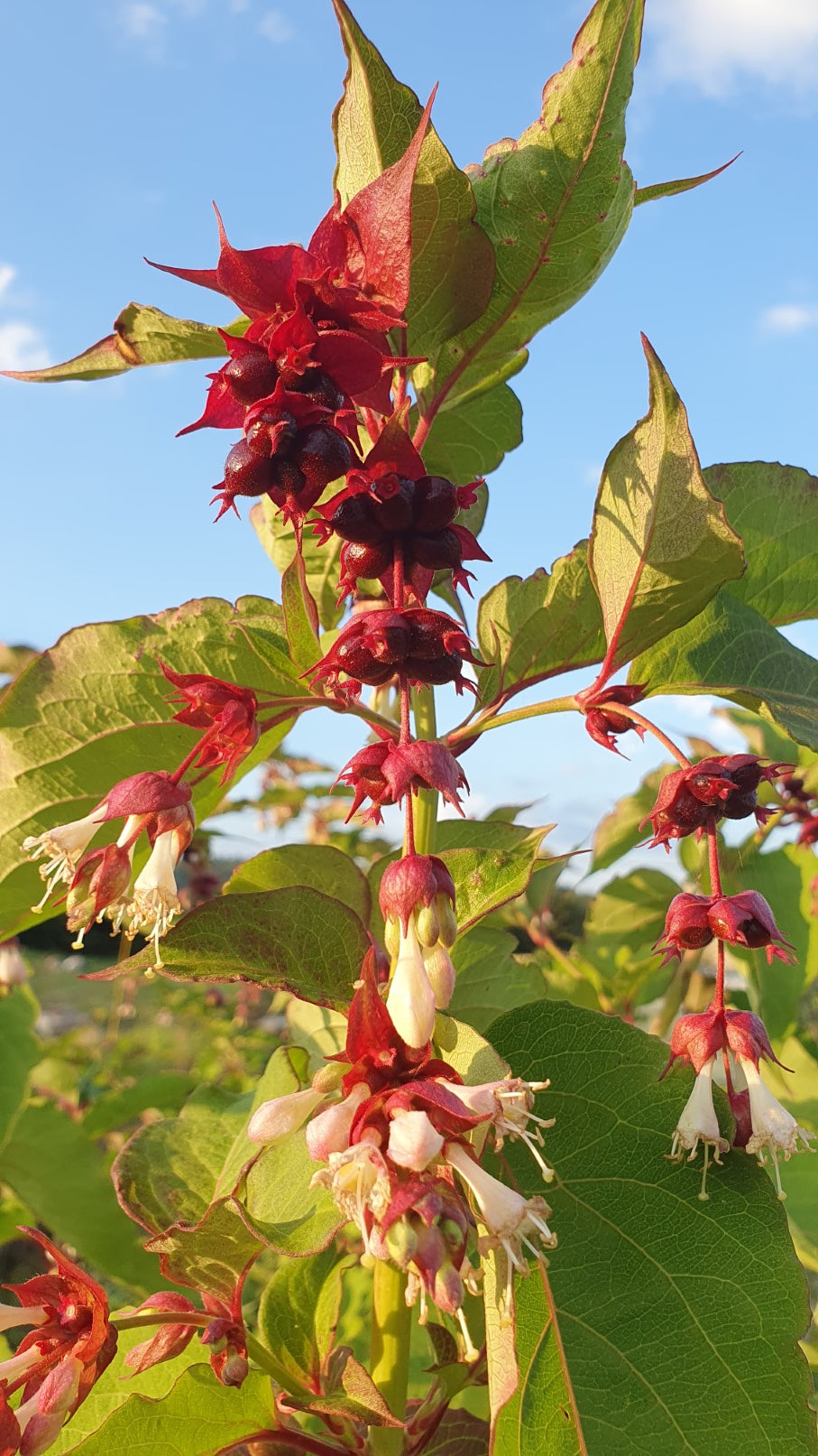 Arbre aux faisans // Baie caramel // (Leycesteria formosa)