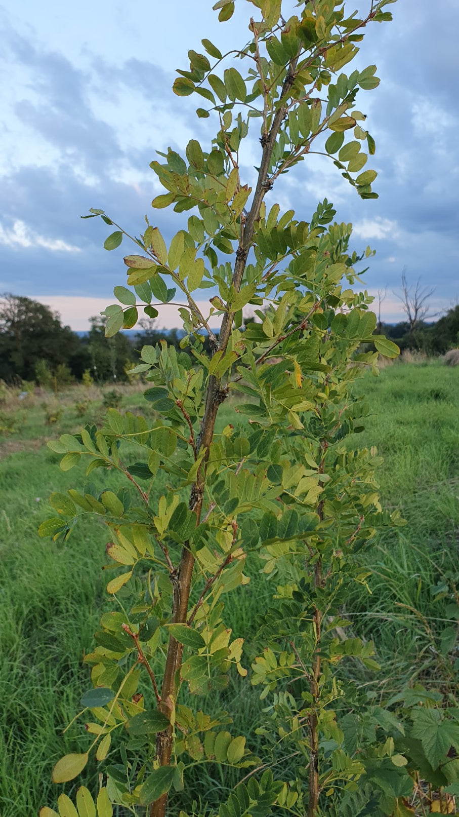Caraganier de sibérie/ Arbre aux petit-pois (caragana arborescens)