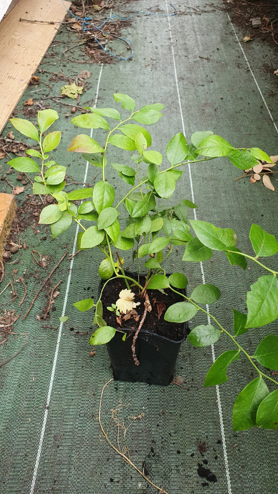 Myrtille américaine "Hardy blue" (Vaccinium corymbosum)
