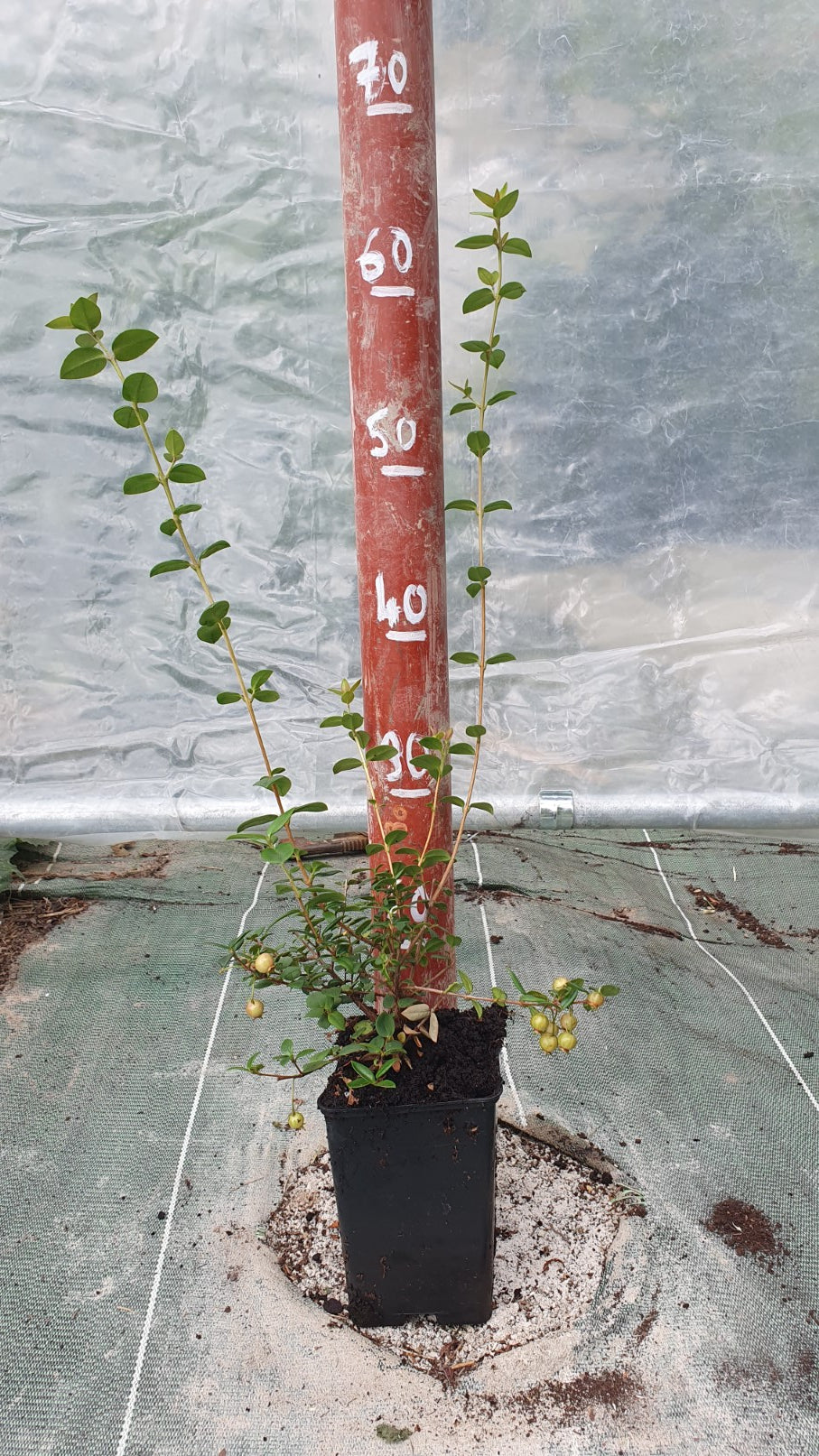 Goyavier du chili "Elite" (Ugni molinae)