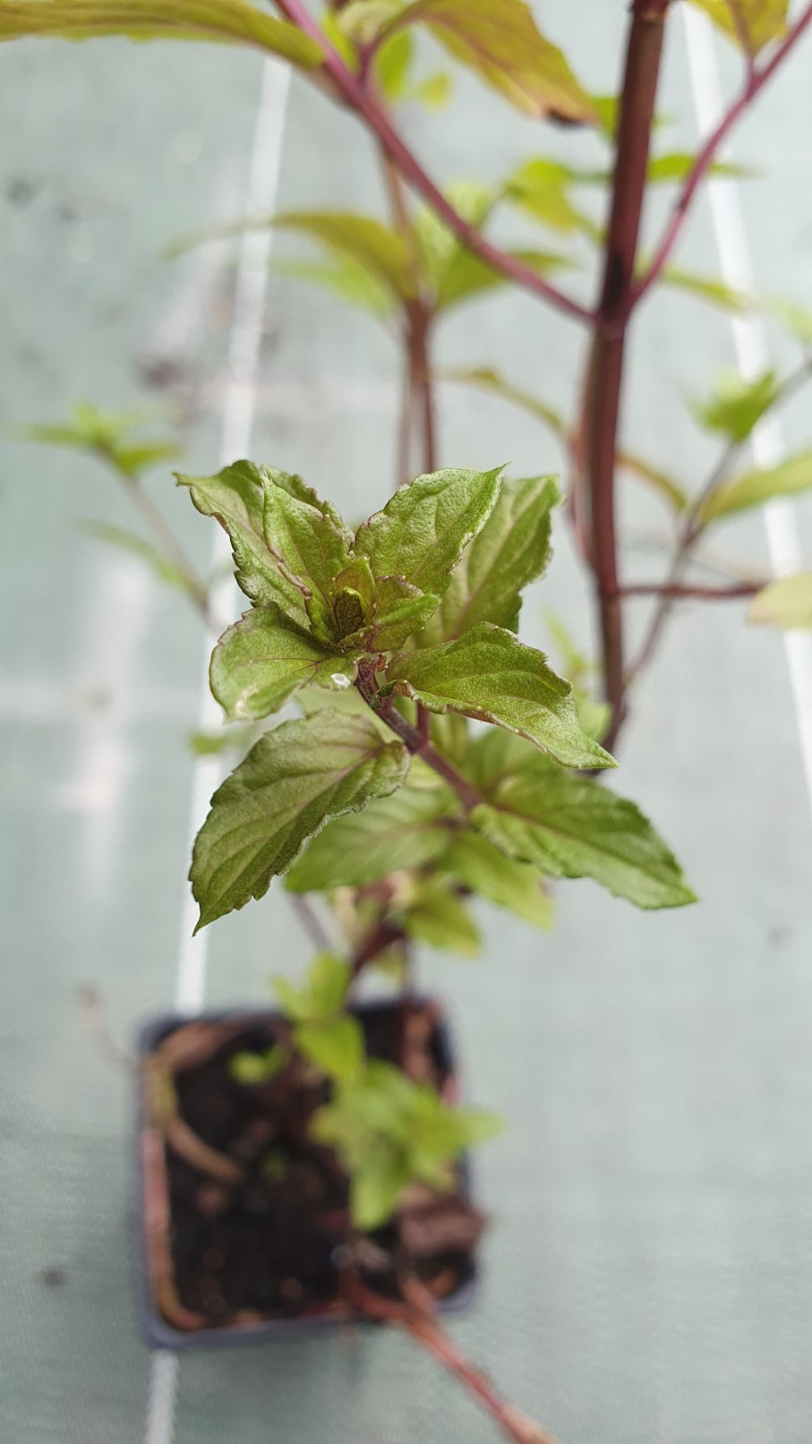 Menthe "poivrée" (Mentha piperita)