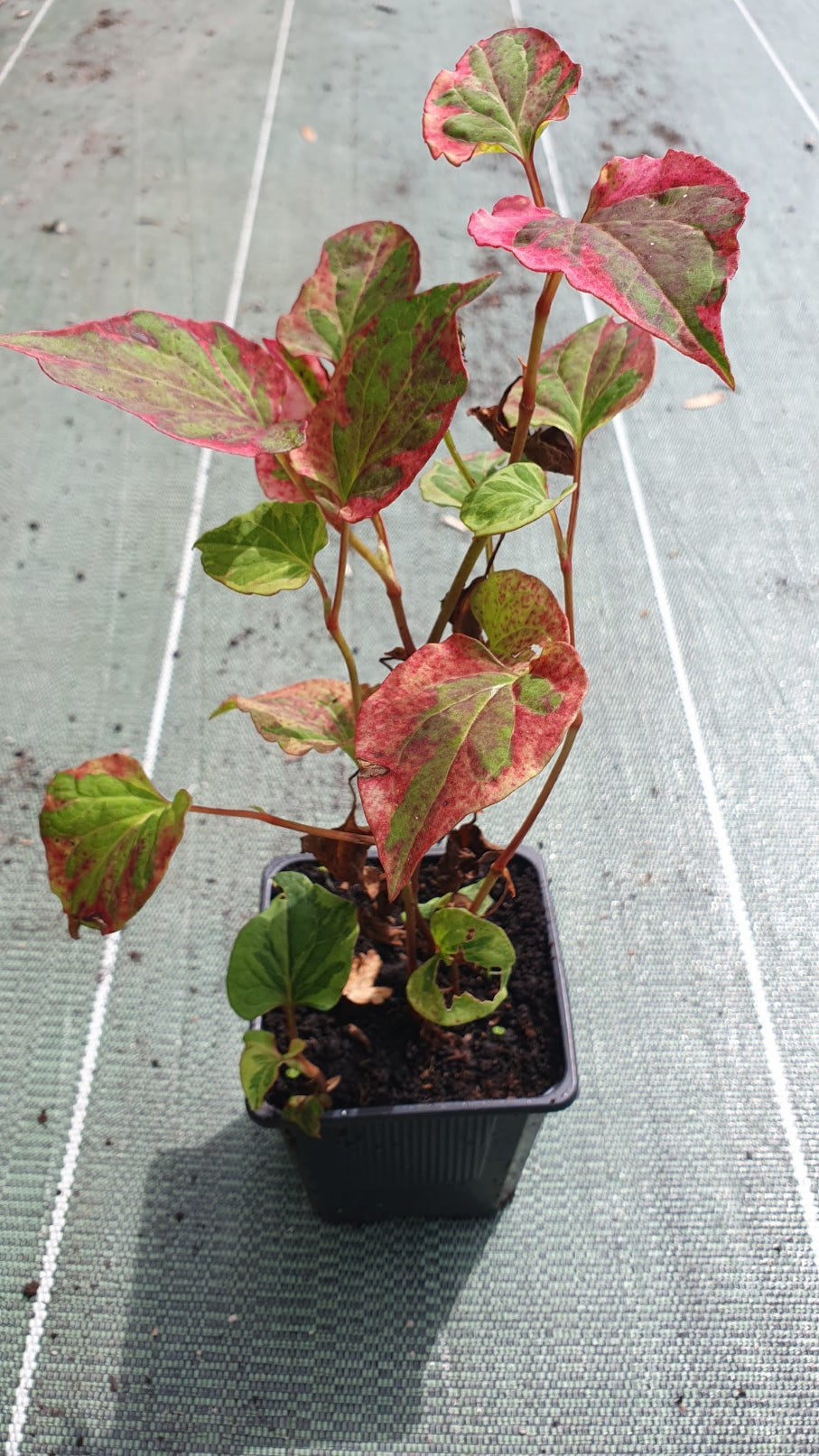 Coriandre perpétuelle "Chameleon" (Houttuynia cordata)