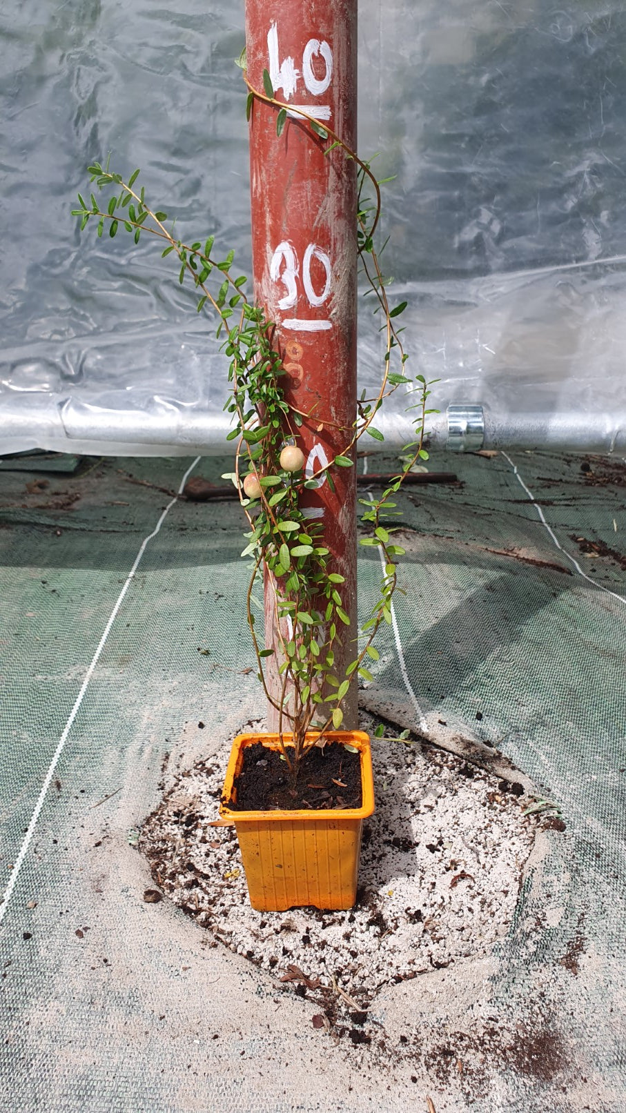 Canneberge "Big Pearl" // Cramberries