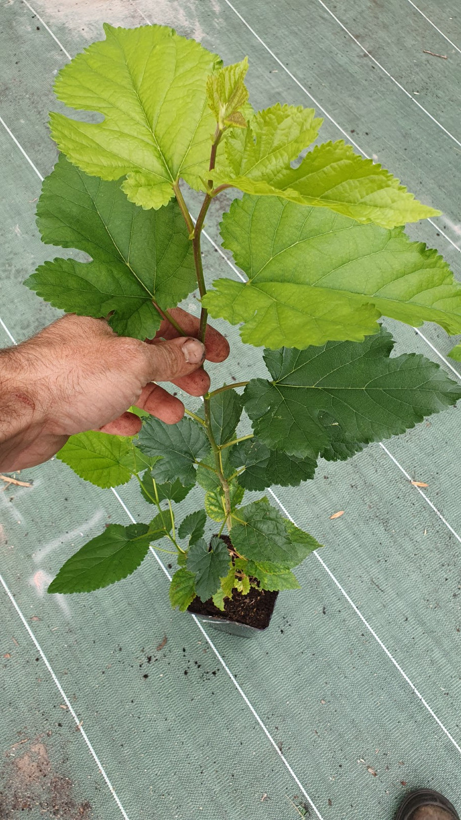 Murier blanc de semis (morus alba)