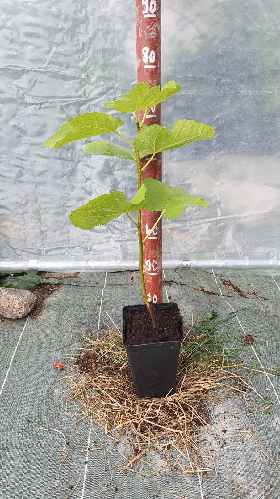 Figuier de "Boussac" (Ficus carica)