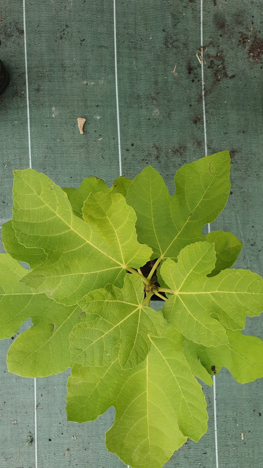 Figuier de "Boussac" (Ficus carica)