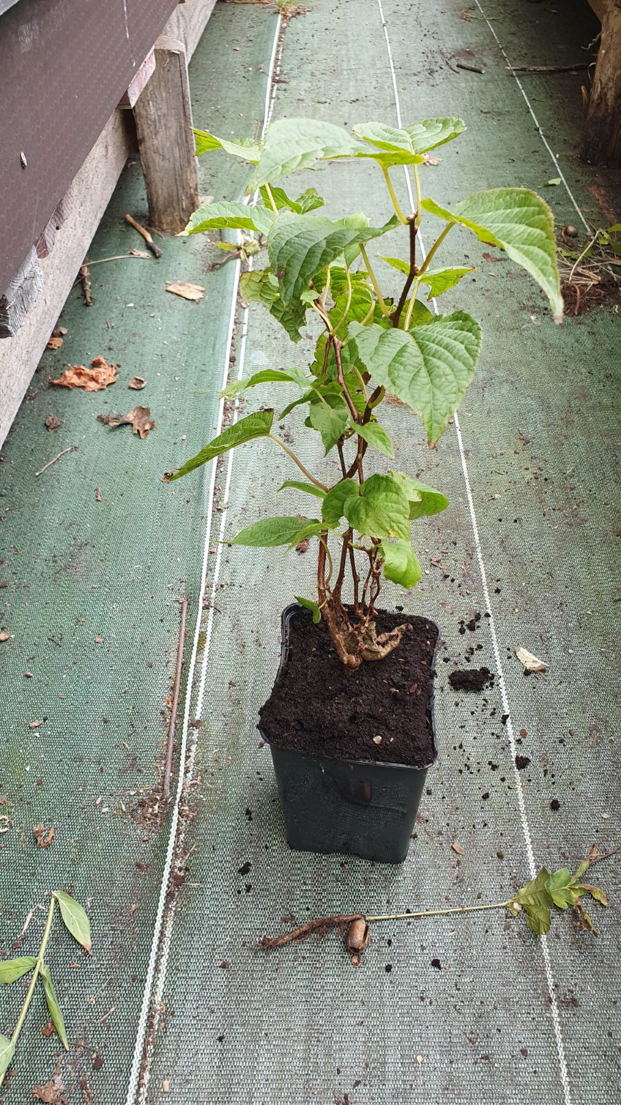 Kiwi autofertile "Zakarpacie" hybride (kiwai/kiwi)