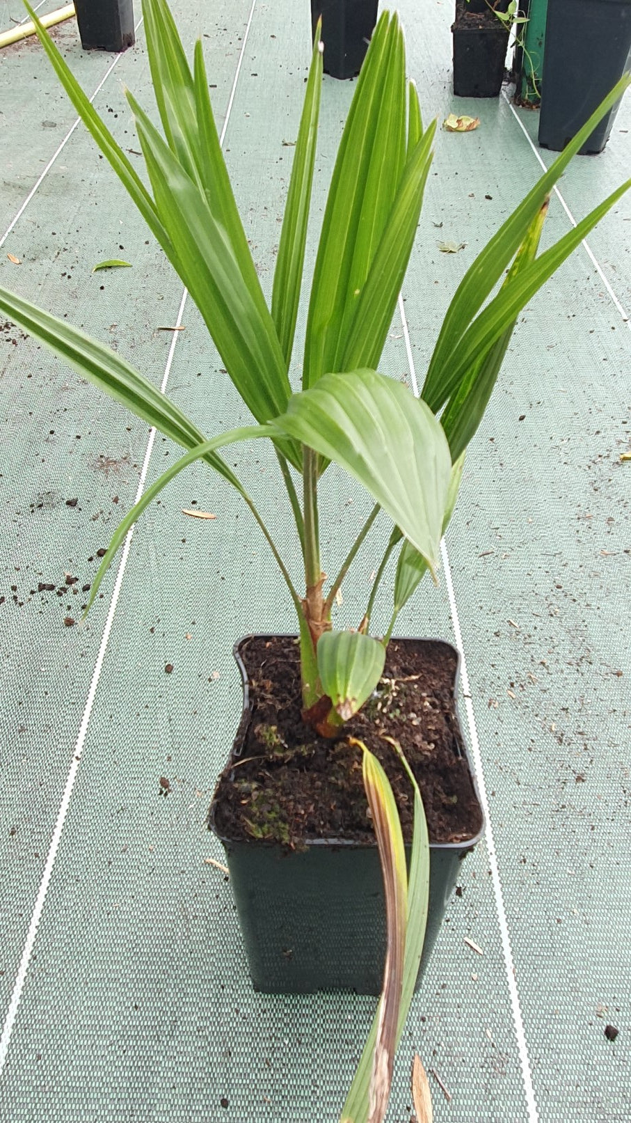 Palmier nain rustique (chamaerops humilis)
