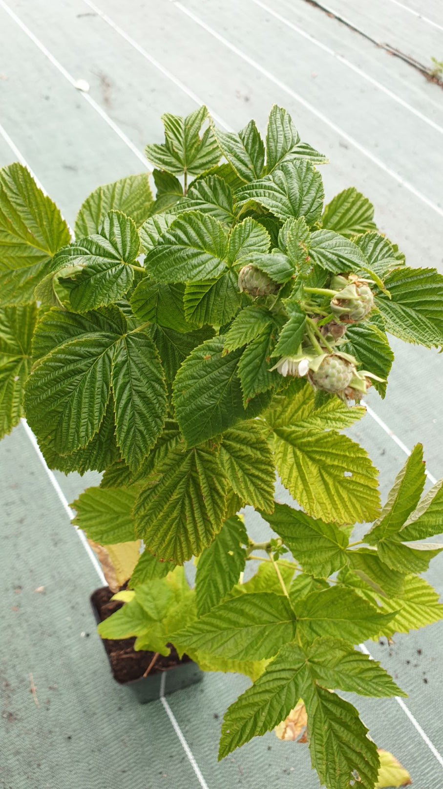 Framboisier jaune "Fall gold" (Rubus ideaus)