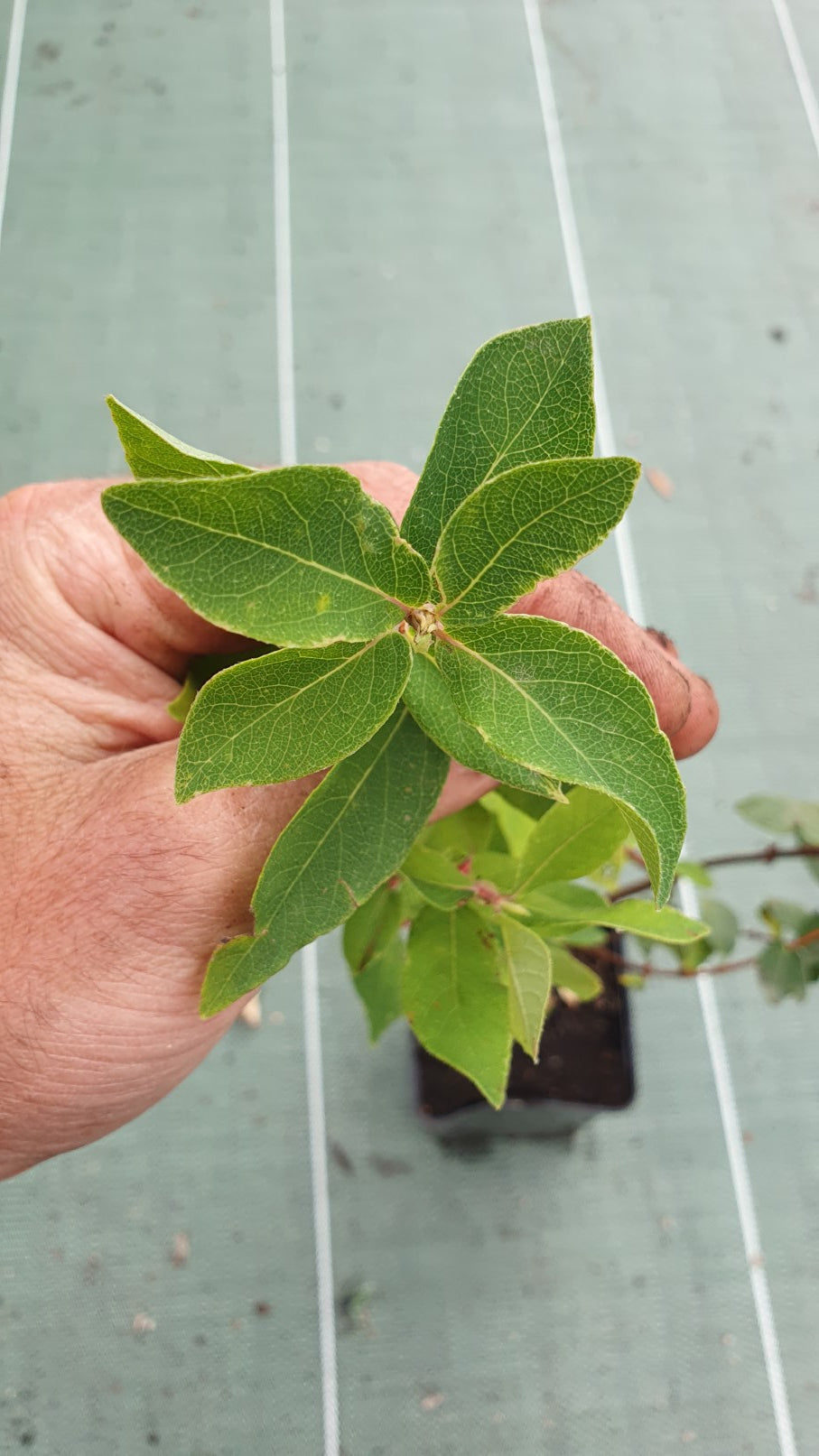 Baie de Mai "Nimfa" // Camerisier de sibérie (lonicera kamtschatica)