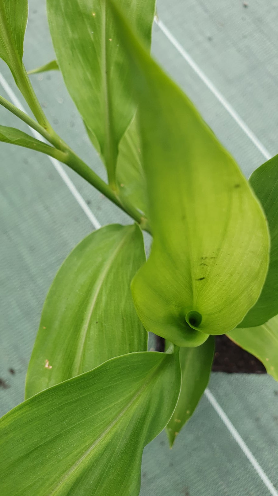 Gingembre rustique (zinziber Mioga)