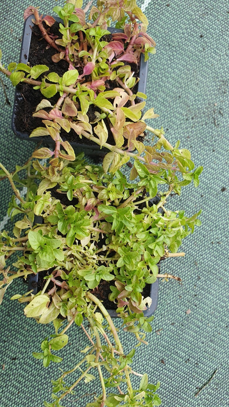 Menthe "Pouliot" // Menthe glaciale (Mentha Pulegium)