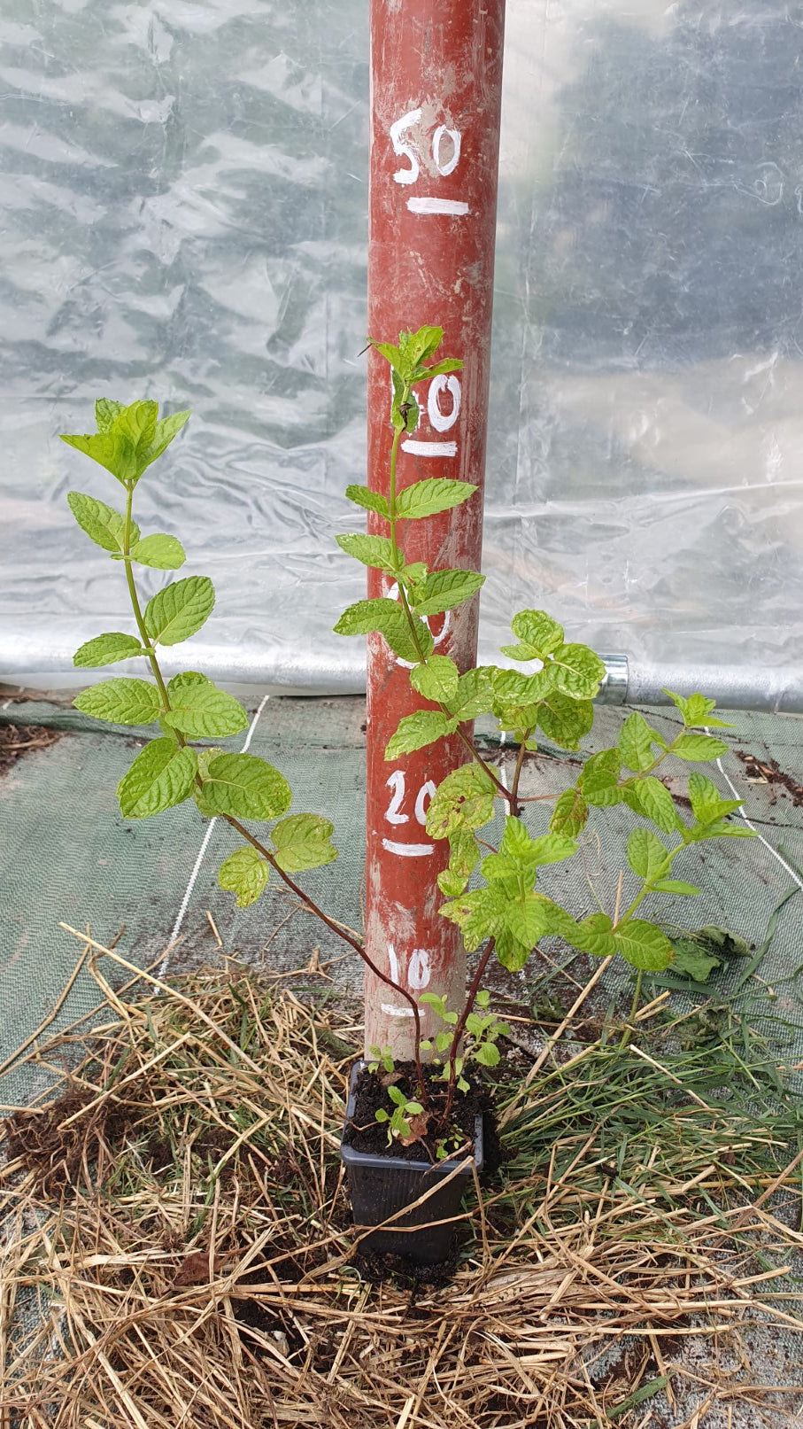 Menthe verte (Mentha spicata)