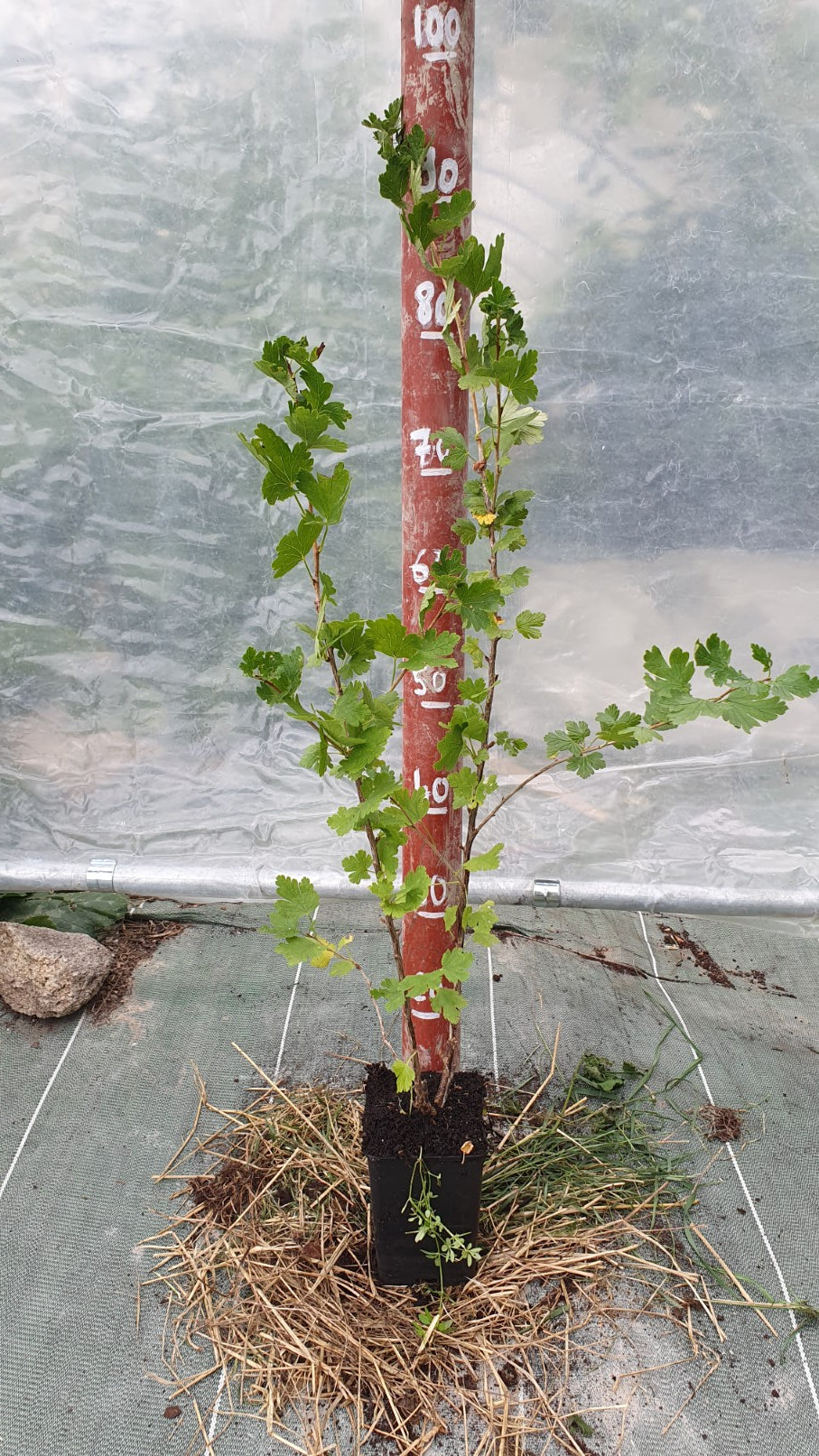 Groseille à maquereau sans épines "Fredonia" (ribes uva crispa)