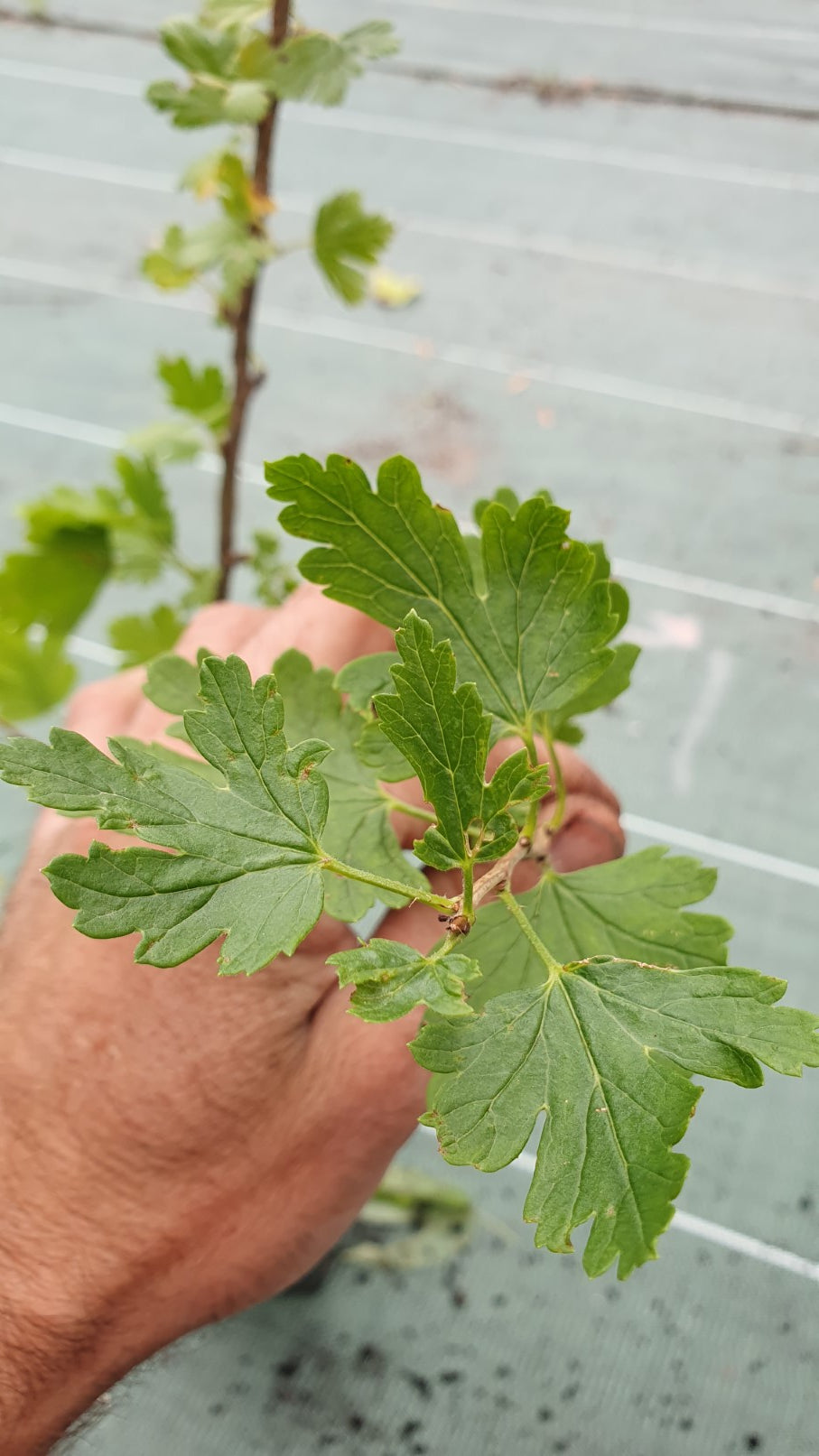 Groseille à maquereau Rouge (ribes uva crispa)