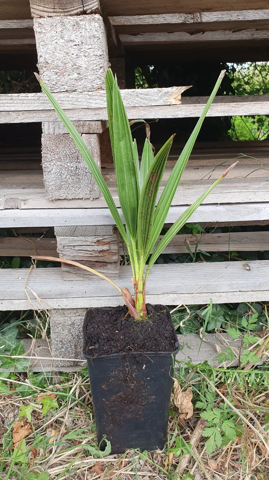 Palmier de chine rustique (trachycarpus fortunei)