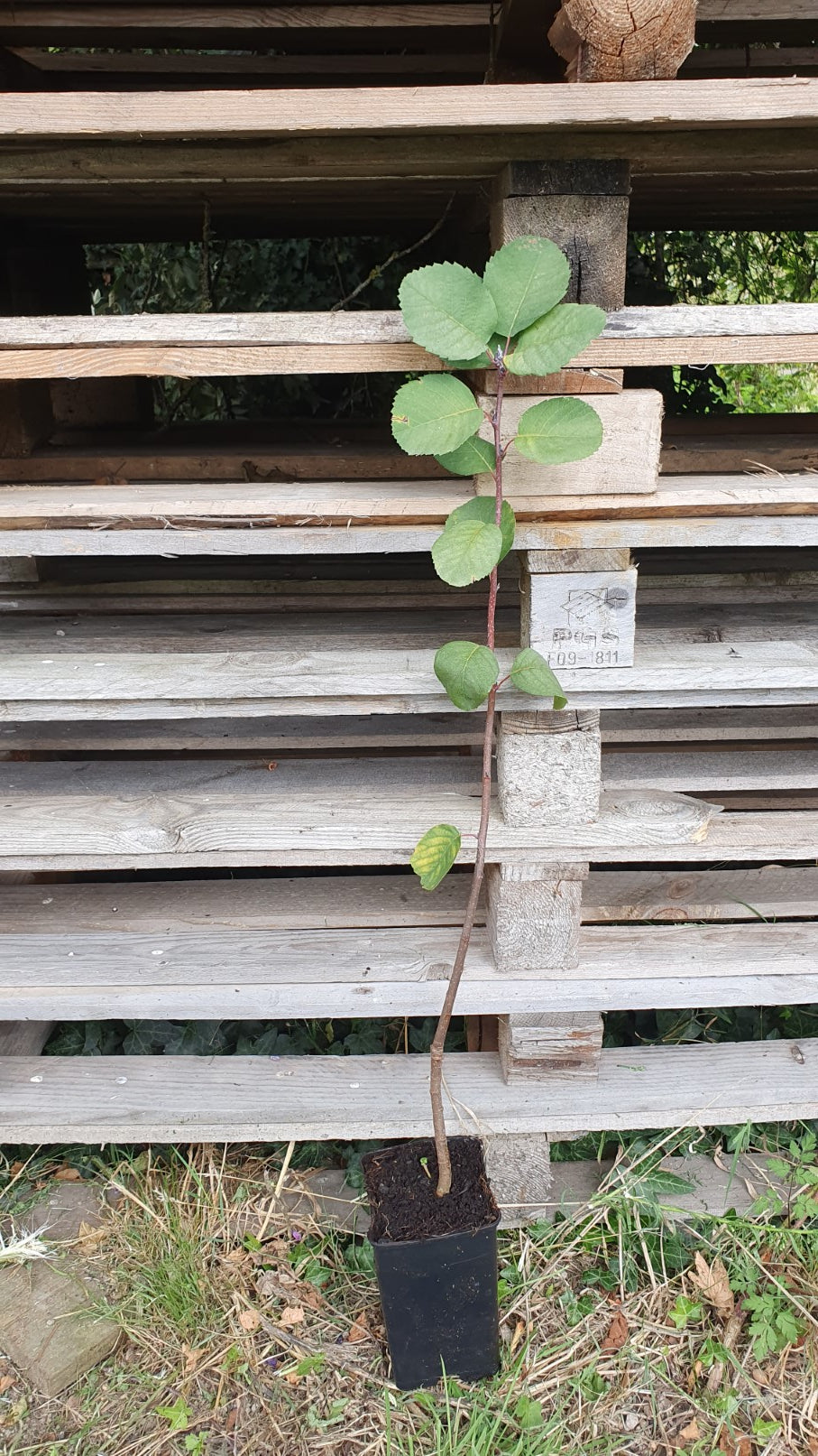 Amelanchier "Sleyt" (Amelanchier alnifolia)