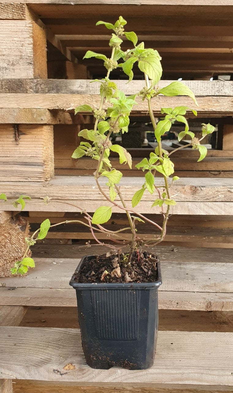 Menthe "Banane" (Mentha spicata)