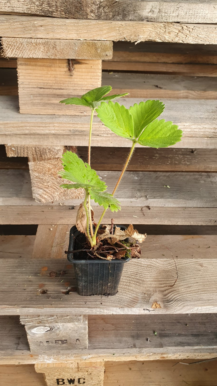 Fraisier à gros fruits "Maxim" (Fragaria ananassa)