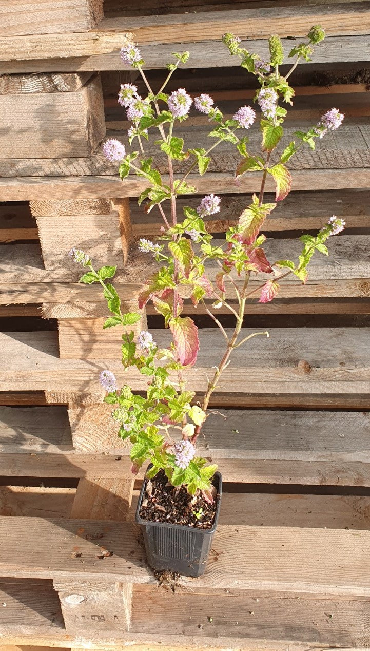 Menthe "Poivrée Grapefruit" (Mentha piperita)