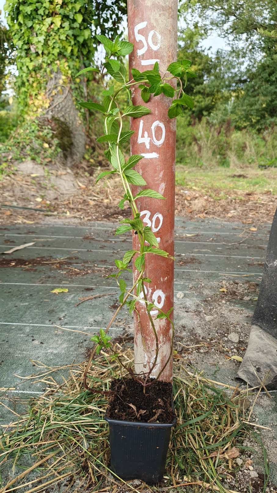 Basilic du "Kilimandjaro" // Basilic perpétuel (Occinum kilimandsharicum)