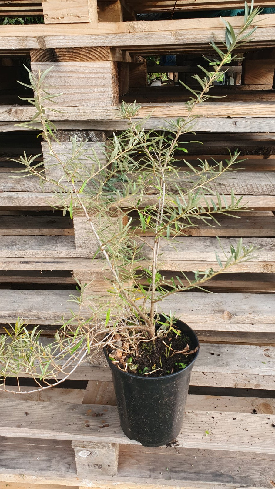 Argousier mâle "Hikul" - Cultivar Européen (Hippophae rhamnoides)