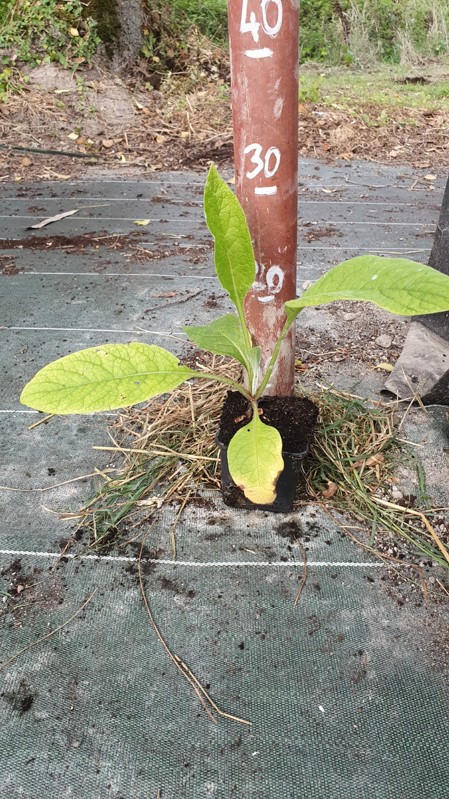 Consoude non envahissante "Bocking 14" (Symphytum officinalis)