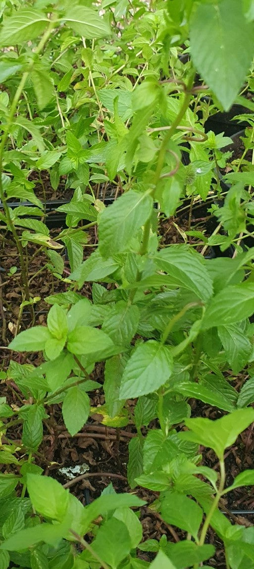 Menthe "Chocolat" (Mentha piperita)