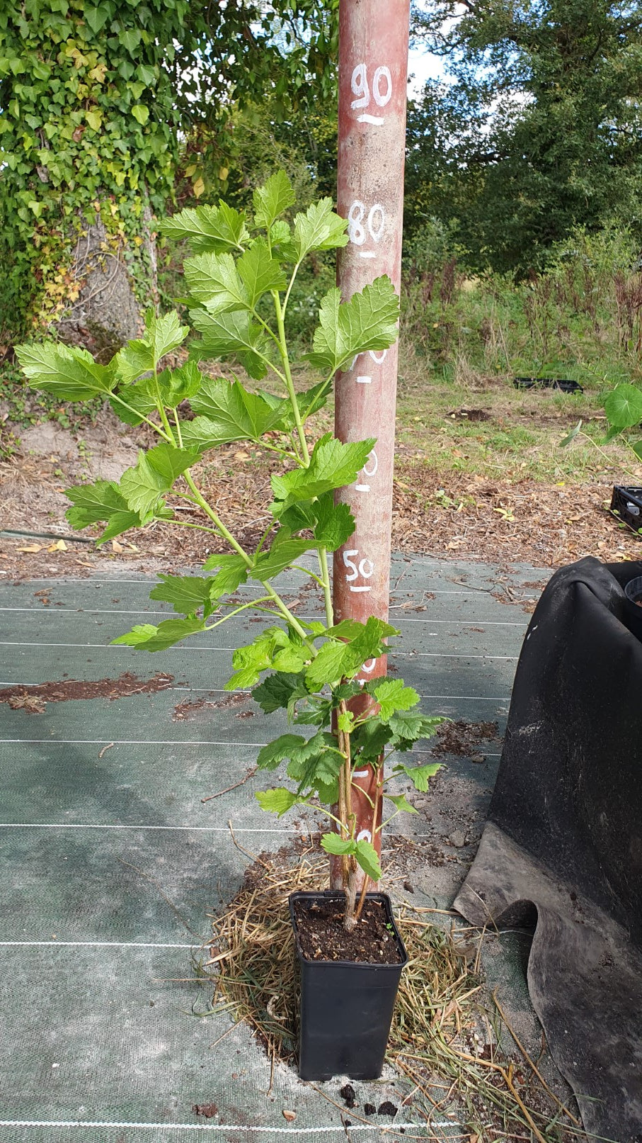 Caseille "Josta" (Ribes nidigrolaria)