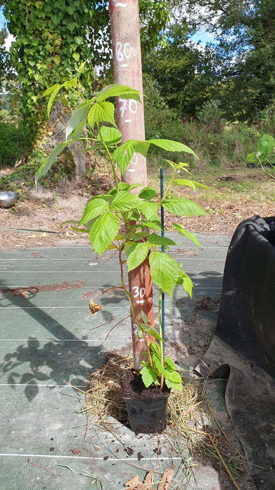 Framboisier "Héritage" (Rubus ideaus)