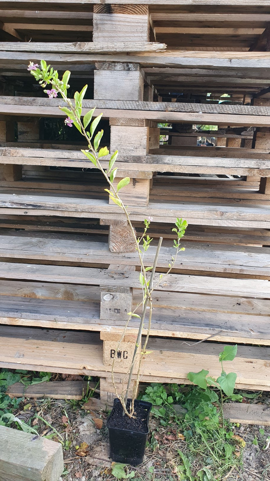 Goji // Lyciet de chine (Lycium barbarum)