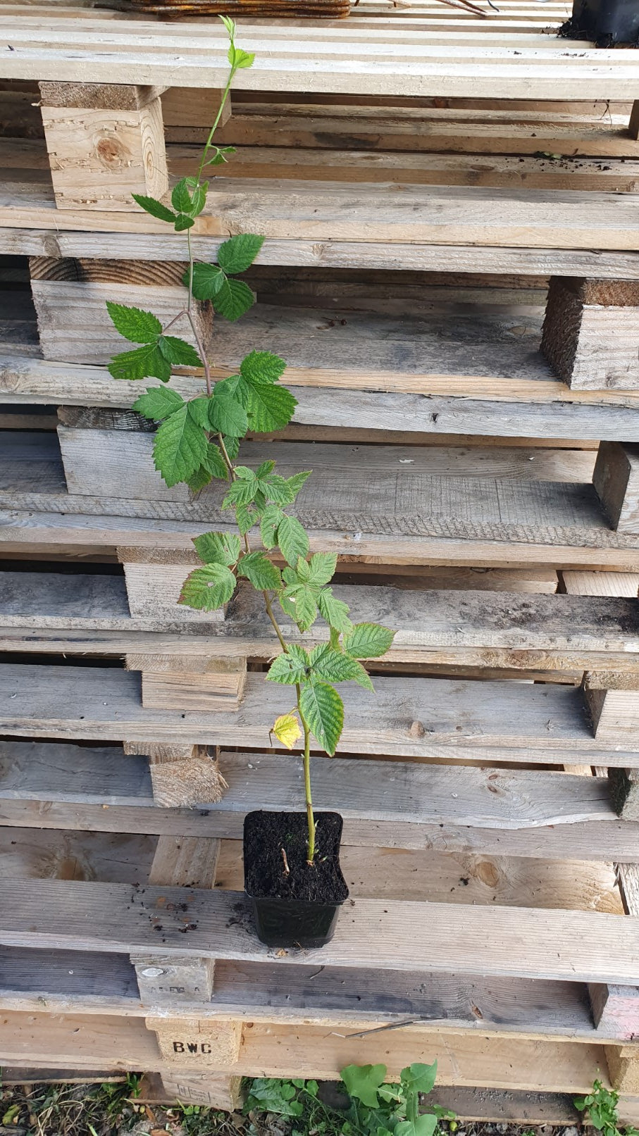 Mûre sans épine à gros fruit "Arapaho" (Rubus fruticosus)